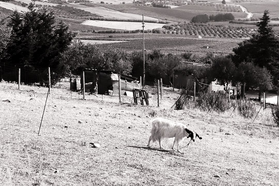 estate_2021_SICILIA